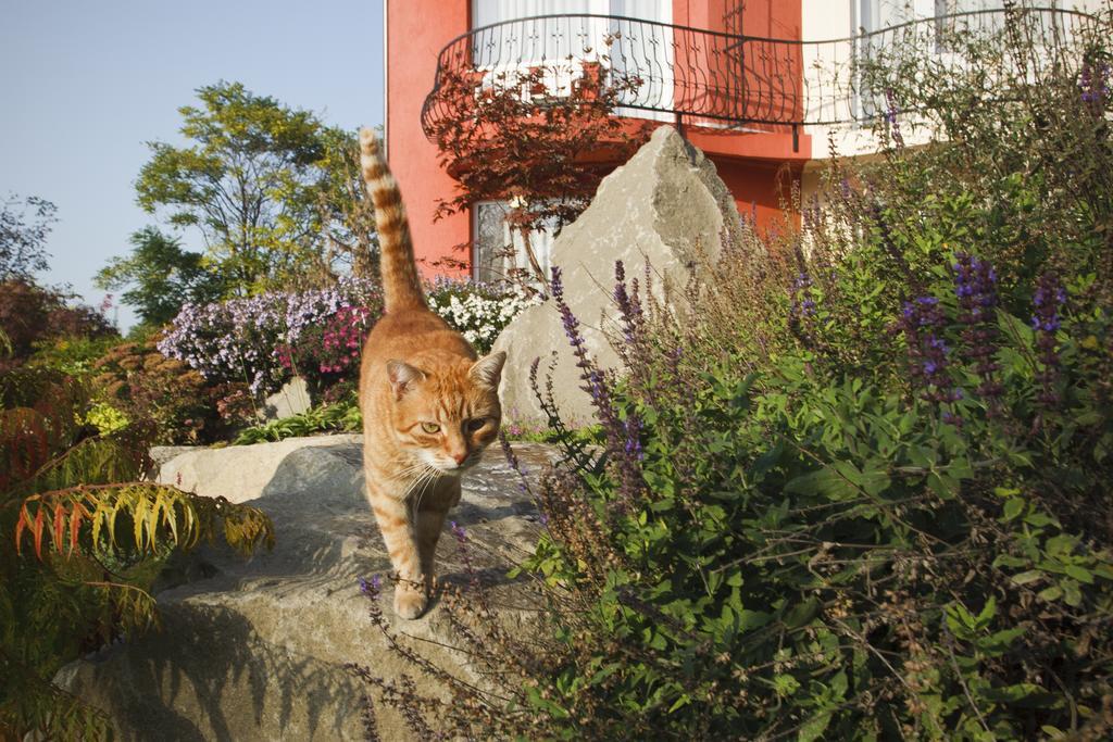 Szonyi Garden Hotel Pest Budapest Eksteriør bilde